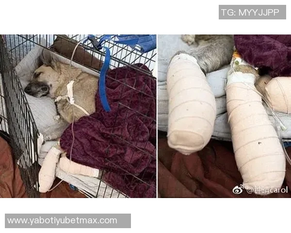 张伯霖分享摇篮舞庆祝喜讯家中爱犬迎来两只可爱小狗出生 张伯霖分享摇篮舞庆祝喜讯家中爱犬迎来两只可爱小狗出生